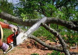 Best Emergency Tree Removal  in Stickney, IL